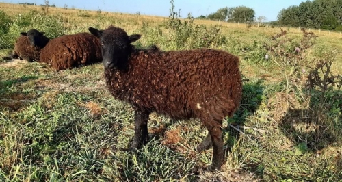 mouton.jpeg