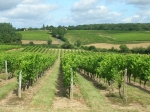 balade-dans-les-vignes-2012-tremont-49-3-1.jpg